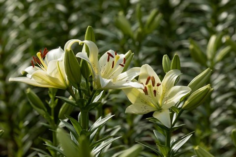 Lily in a garden. Krasnodar. Russia