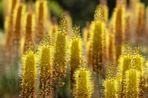 Eremurus in a garden. Krasnodar. Russia