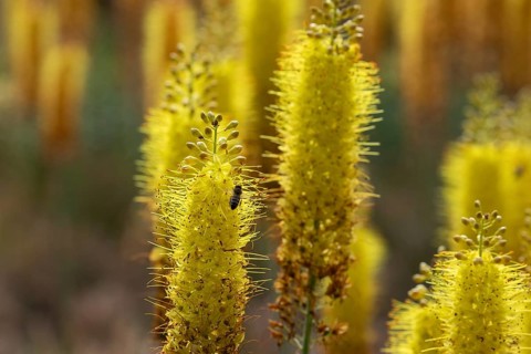 Eremurus in a garden. Krasnodar. Russia
