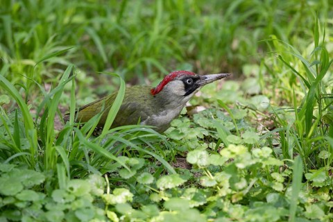 Green woodpecker in a grass. Krasnodar. Russia