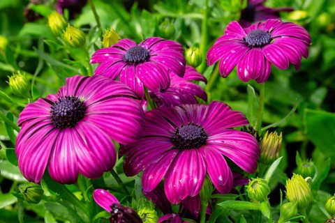 Osteospermum purple in a garden. Krasnodar. Russia