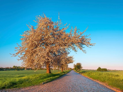 Country road with cobblestones through green fields lined with blooming cherry trees in the morning