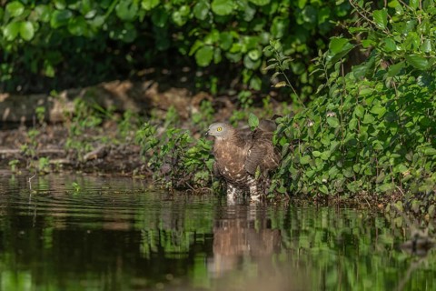 Honey buzzard (Pernis apivorus) - The European honey buzzard observes its surroundings by staying