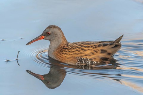 Water Rail (Rallus aquaticus) runs along the water's edge in a moor. The sun illuminates the