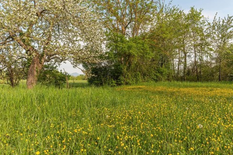 Fruit trees are in an orchard in France in spring. White flowers bloom while green grasses grow all