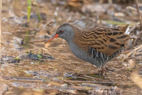 Water Rail (Rallus aquaticus) runs along a branch at the edge of the water in the moor. The sun