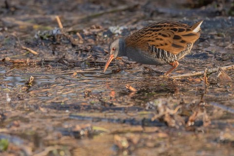 Water rail (Rallus aquaticus) walks along a branch at the edge of the water in the moor. The sun