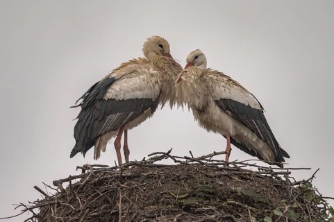 Two white storks (ciconia ciconia) are on a large nest at the top of a tree. They are looking at