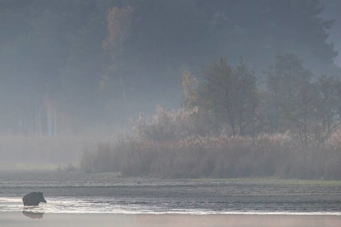 The blue morning light has given way to the orange-yellow colours of the morning sun as the wild