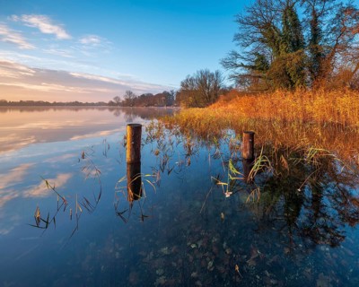 Posts and reeds in Schaalsee in the first morning light, reeds in autumn colors, Schaalsee