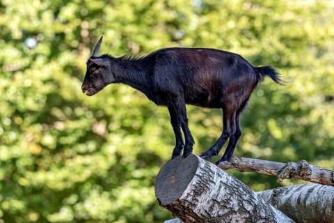 Pygmy goat (Capra aegagrus hircus), shiny black coat, climbing on the trunk of a felled birch tree
