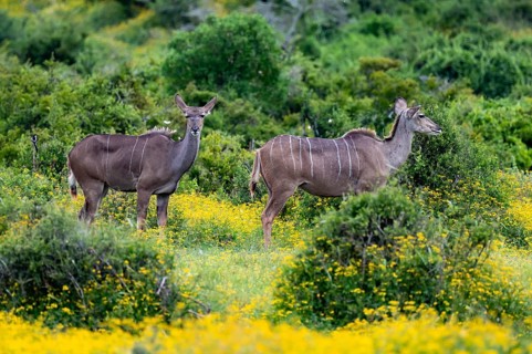 Greater kudu (Tragelaphus strepsiceros), two females in a flower meadow, Addo Elephant Park, South