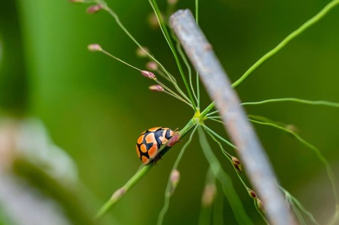Ladybug on a blade of grass, Addo Elephant National Park, South Africa
