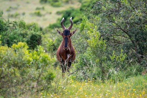 Hartebeest (Alcelaphus buselaphus), Addo Elephant National Park, South Africa