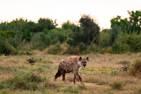 Spotted hyena (Crocuta crocuta), Addo Elephant National Park, Eastern Cape, South Africa