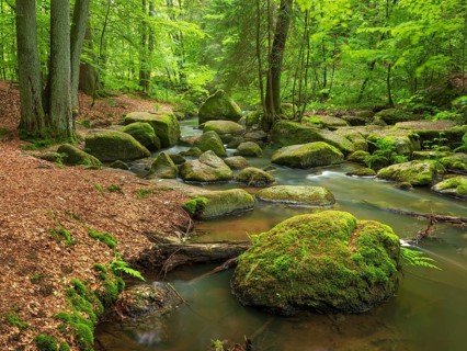 The Höllbach in the Hölle Nature Reserve flows through green forest and large moss-covered rocks,