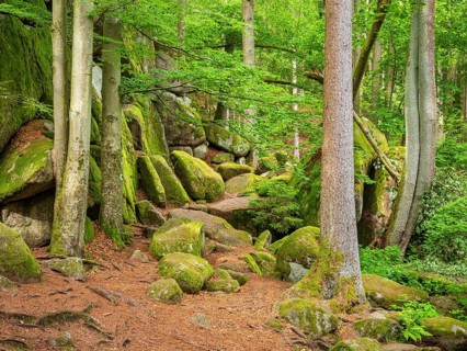 Untouched nature in the Hölle nature reserve, green forest and large moss-covered rocks, near