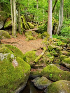 The Höllbach in the Hölle Nature Reserve flows through green forest and large moss-covered rocks,
