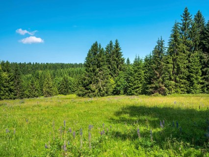 Natural, species-rich mountain meadow near Schmiedefeld in the Thuringian Forest, Gehlberg,