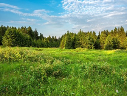 Natural mountain meadow at Schneekopf in the Thuringian Forest, Gehlberg, Thuringia, Germany