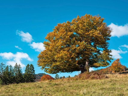 Old solitary willow beech in autumn, Black Forest, Baden-Württemberg, Germany