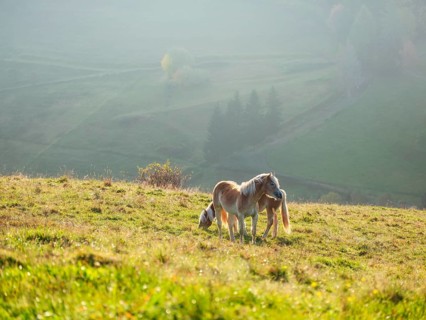 Two Haflinger horses in a meadow near Schauinsland in the morning light, Black Forest,