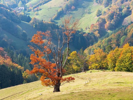 Old solitary willow beech in a meadow in autumn, Black Forest, Baden-Württemberg, Germany
