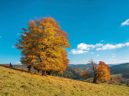 Old solitary willow beech trees in autumn, Black Forest, Baden-Württemberg, Germany
