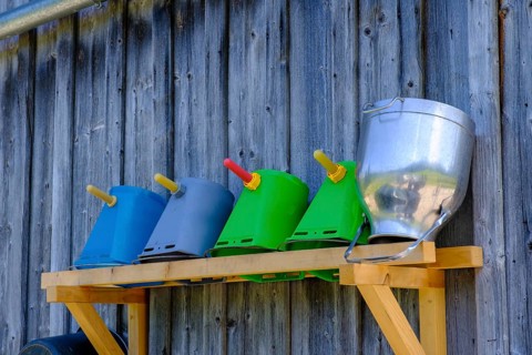 Calf rearing, calf drinking bucket, Haslacher Alpe, near Wertach, Oberallgäu, Allgäu, Swabia,