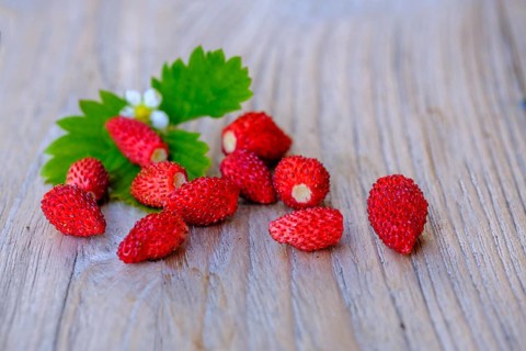 Walderdbeeren, Fruits, Food, Upper Bavaria, Bavaria, Germany