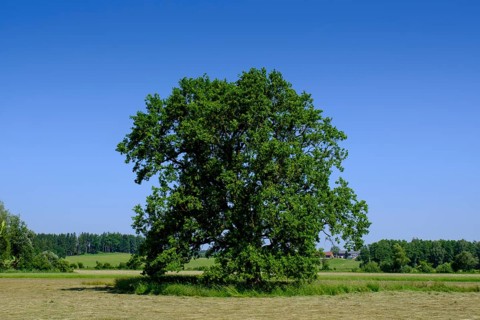 Große Eiche, Moorlehrpfad Freimoos, bei Amerang, Chiemgau, Upper Bavaria, Bavaria, Germany