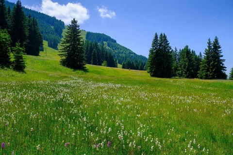 Wollgraswiesen, an der Buronhütte, near Wertach, Oberallgäu, Allgäu, Swabia, Bavaria, Germany