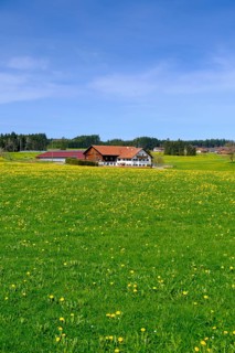 Farms with dandelion meadows near Sulzschneid, Ostallgäu, Swabia, Bavaria, Germany