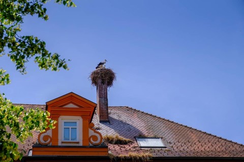 Stork nest, Bad Wurzach, Upper Swabia, Swabia, Baden-Württemberg, Germany