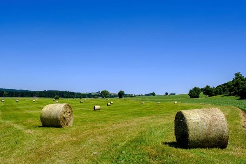 Hay bales bei Eckhalden, Herrgottsried, Upper Swabia, Swabia, Baden-Württemberg, Germany