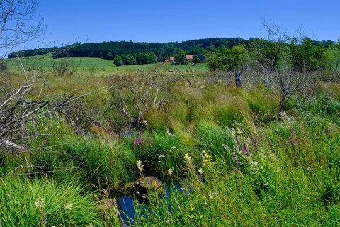 Moor, swamp meadows, Herrgottsried, near Eckhalden, Upper Swabia, Swabia, Baden-Württemberg,