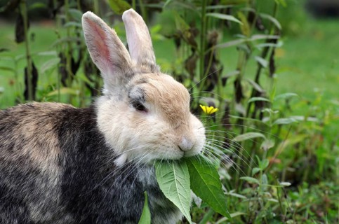 Domestic rabbit (Oryctolagus cuniculus domestica), portrait, garden, eating, The rabbit eats