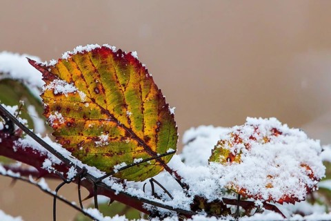 Snow-covered leaves of the dog rose (Rosa canina) in bright colours in winter, Baden-Württemberg,