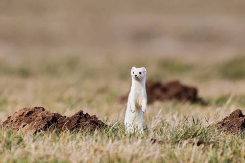 Ermine (Mustela erminea), adult in white winter coat standing upright on its hind legs in a field