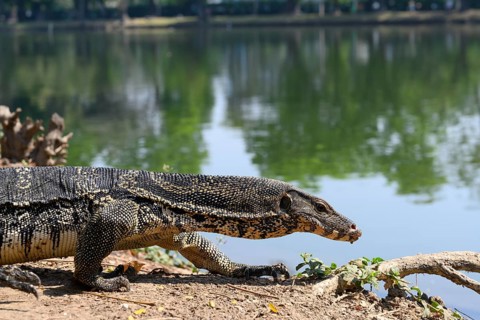 Large monitor lizards, the water monitor is a common sight beside or swimming in the lake at