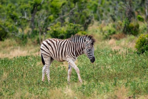 Juvenile, Burchell's zebra (Equus quagga burchelli), Addo Elephant National Park, Eastern Cape,