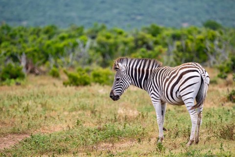 Burchell's zebra (Equus quagga burchelli), Addo Elephant National Park, Eastern Cape, South Africa