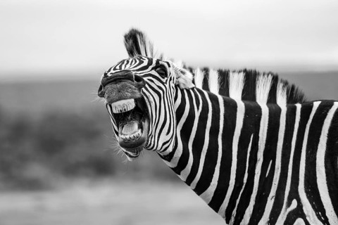 Funny, animal portrait, Burchell's zebra (Equus quagga burchelli) neighing and showing teeth, Addo
