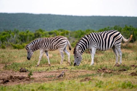 Two Burchell's zebra (Equus quagga burchelli), Addo Elephant National Park, Eastern Cape, South