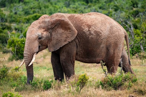 African elephant (Loxodonta africana), Addo Elephant National Park, Eastern Cape, South Africa