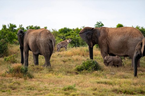 Danger from a spotted hyena, elephant herd with baby, African elephant (Loxodonta africana), Addo