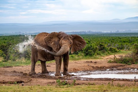 African elephant (Loxodonta africana) splashing water, Addo Elephant National Park, Eastern Cape,