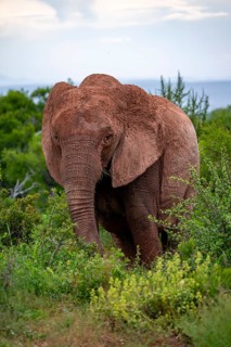 African elephant (Loxodonta africana), Addo Elephant National Park, Eastern Cape, South Africa