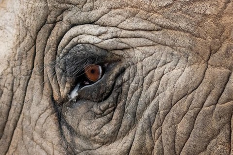Detail, eye and skin, African elephant (Loxodonta africana), Addo Elephant National Park, Eastern
