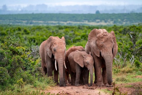 Herd of elephants with young, African elephant (Loxodonta africana), Addo Elephant National Park,